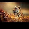 Артур Решетников