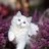 SWCbgynTNRZsoQR
